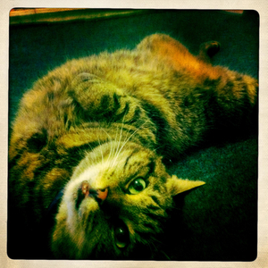 Hip 334184336.026559