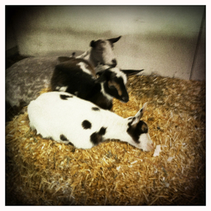 Hip 335303145.245833