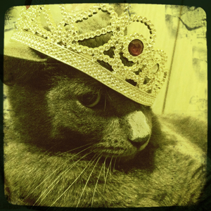 Hip 335757617.046202