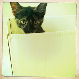 Hip 335720589.081587