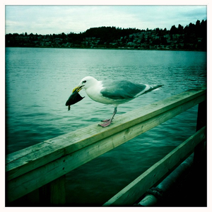 Hip 334713325.081236