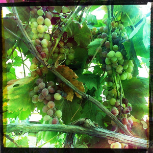 Hip 335803385.100020