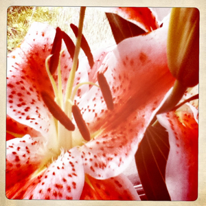 Hip 335811833.737921