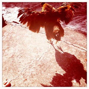 Hip 335779096.870552