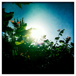 Hip 335635291.671518