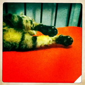 Hip 335755855.862321