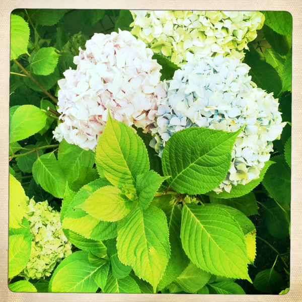 Hip 332820499.249789