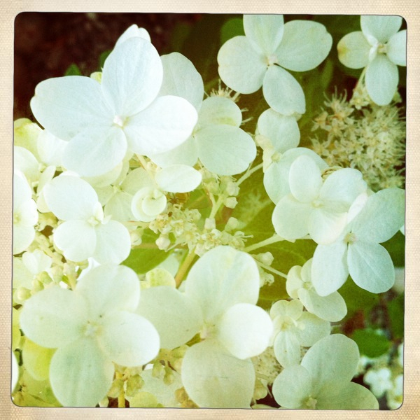 Hip 335842834.262388