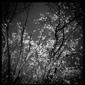 Hip 335848113.481605