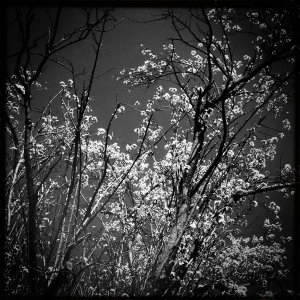 Hip 335848113.481605