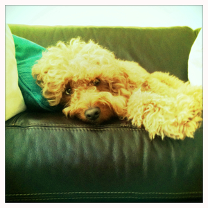 Hip 335732667.488213