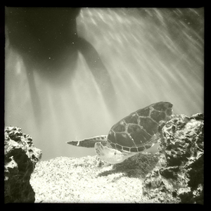 Hip 335837977.048238