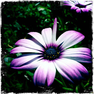 Hip 335625850.751072