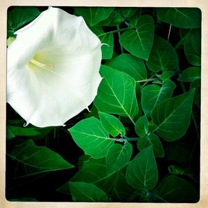 Hip 335196306.933018