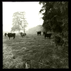 Hip 335705127.194589