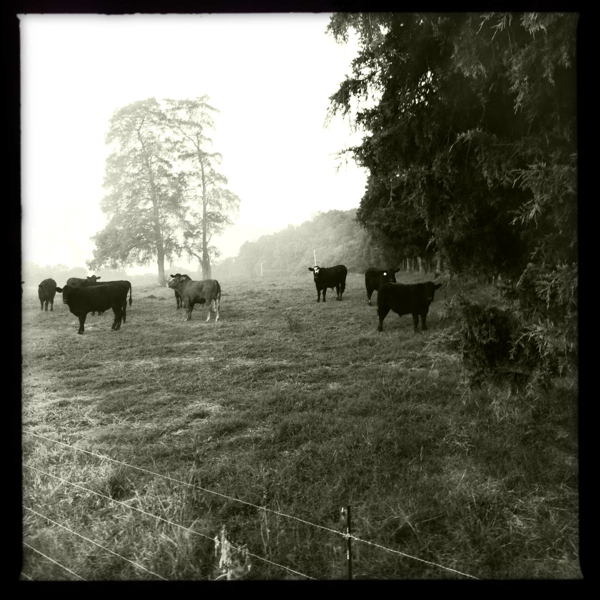 Hip 335705127.194589