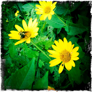 Hip 335916238.111701