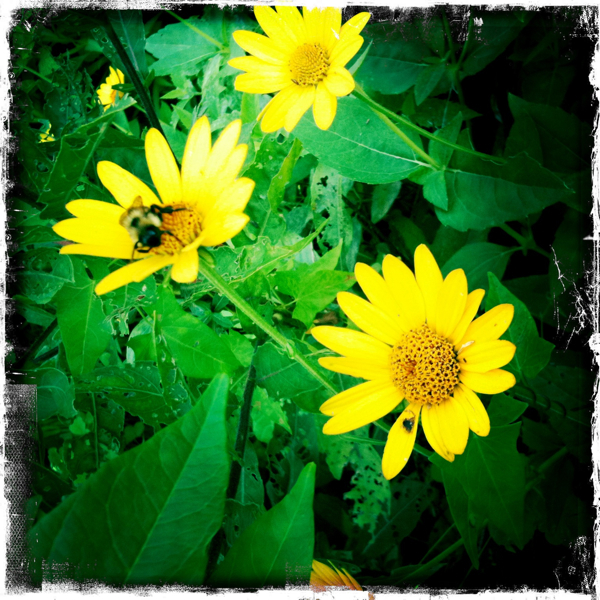 Hip 335916238.111701