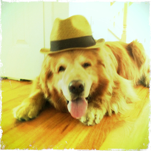 Hip 335973249.210246