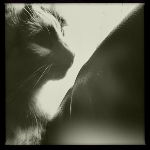 Hip 335975464.417045