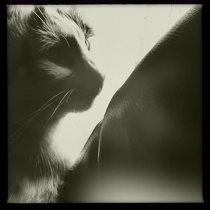 Hip 335975464.417045