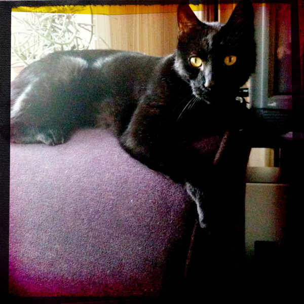 Hip 335986034.130243