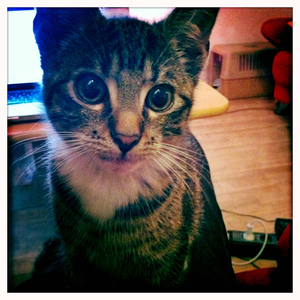 Hip 335483065.539905