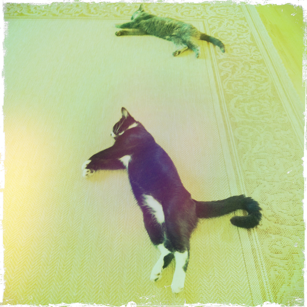 Hip 336015424.987763