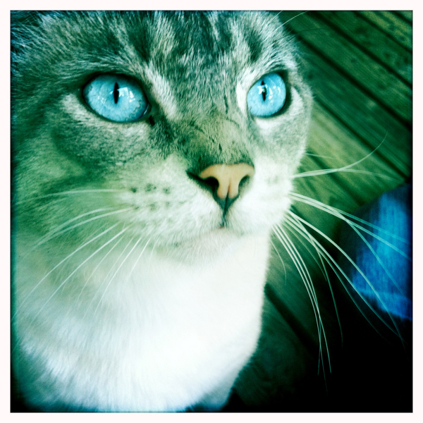 Hip 336010176.111712