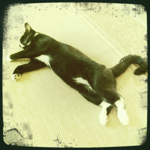 Hip 336015679.142307