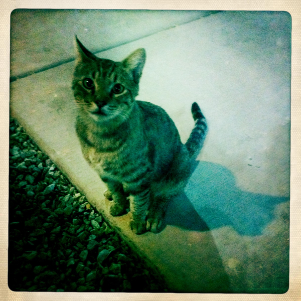 Hip 336019560.247261