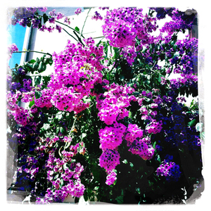 Hip 334156110.390507