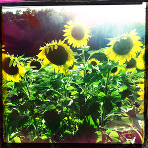 Hip 335830549.897124