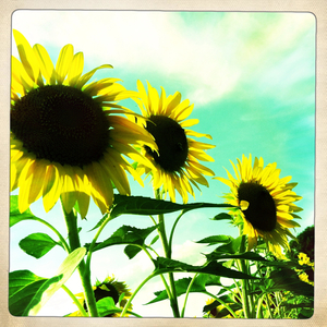 Hip 335830954.029182