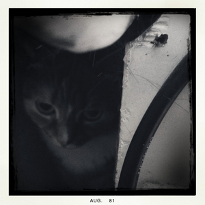 Hip 336055808.190773