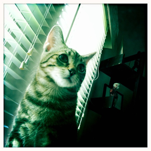 Hip 333834554.325996