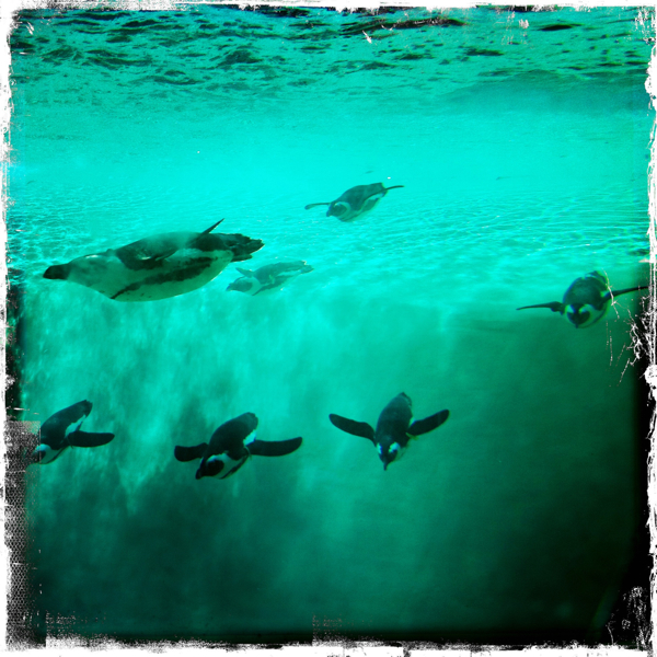 Hip 332351374.330705