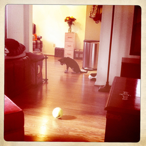 Hip 336088552.065911