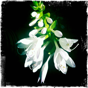 Hip 336089644.190712