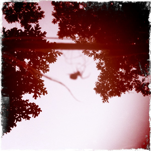 Hip 336098283.606733