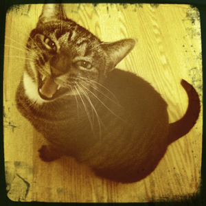 Hip 335852460.877305