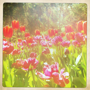 Hip 336109779.516396