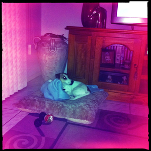 Hip 336136681.230368