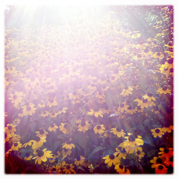 Hip 335825423.236246