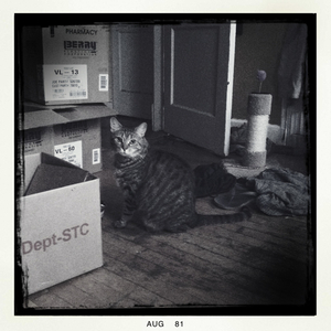 Hip 335706259.486239