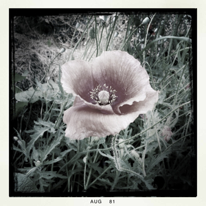 Hip 336117113.463175