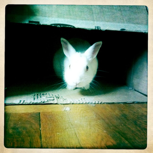 Hip 334964600.243646