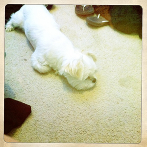 Hip 336171224.758270