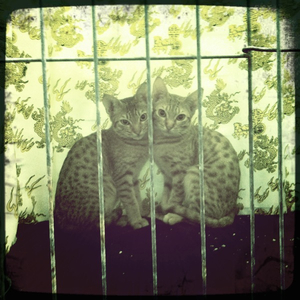 Hip 336168443.426963