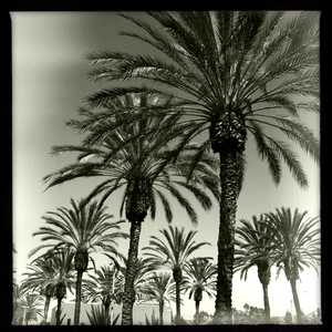 Hip 336173413.344446